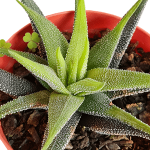 Suculenta Haworthia Attenuata