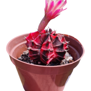 Gymnocalycium mihanovichii variegata – Flor rosa