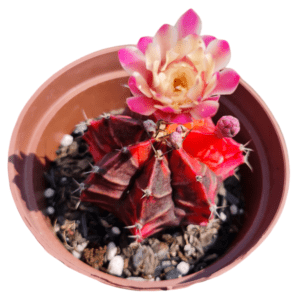 Gymnocalycium mihanovichii variegata – Flor rosa