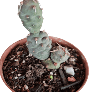 Tephrocactus Articulatus