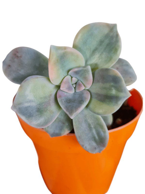 Suculenta Graptopetalum Purple Delight Variegata - Pote 11