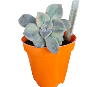 Suculenta Graptopetalum Purple Delight Variegata – Pote 11