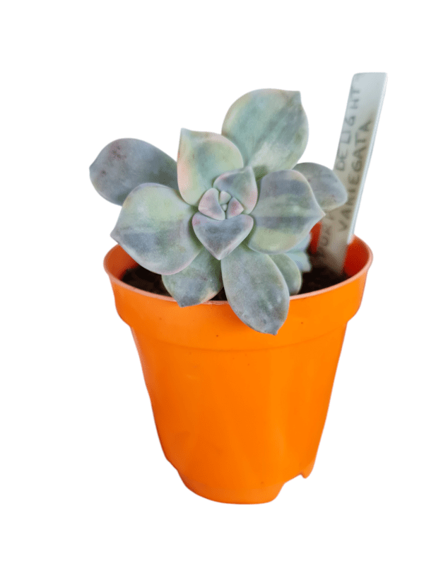 Suculenta Graptopetalum Purple Delight Variegata - Pote 11 - Imagem 2