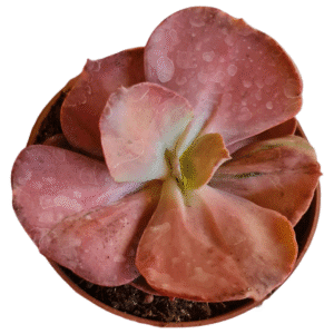 Suculenta Echeveria One Only Variegata – pote 14