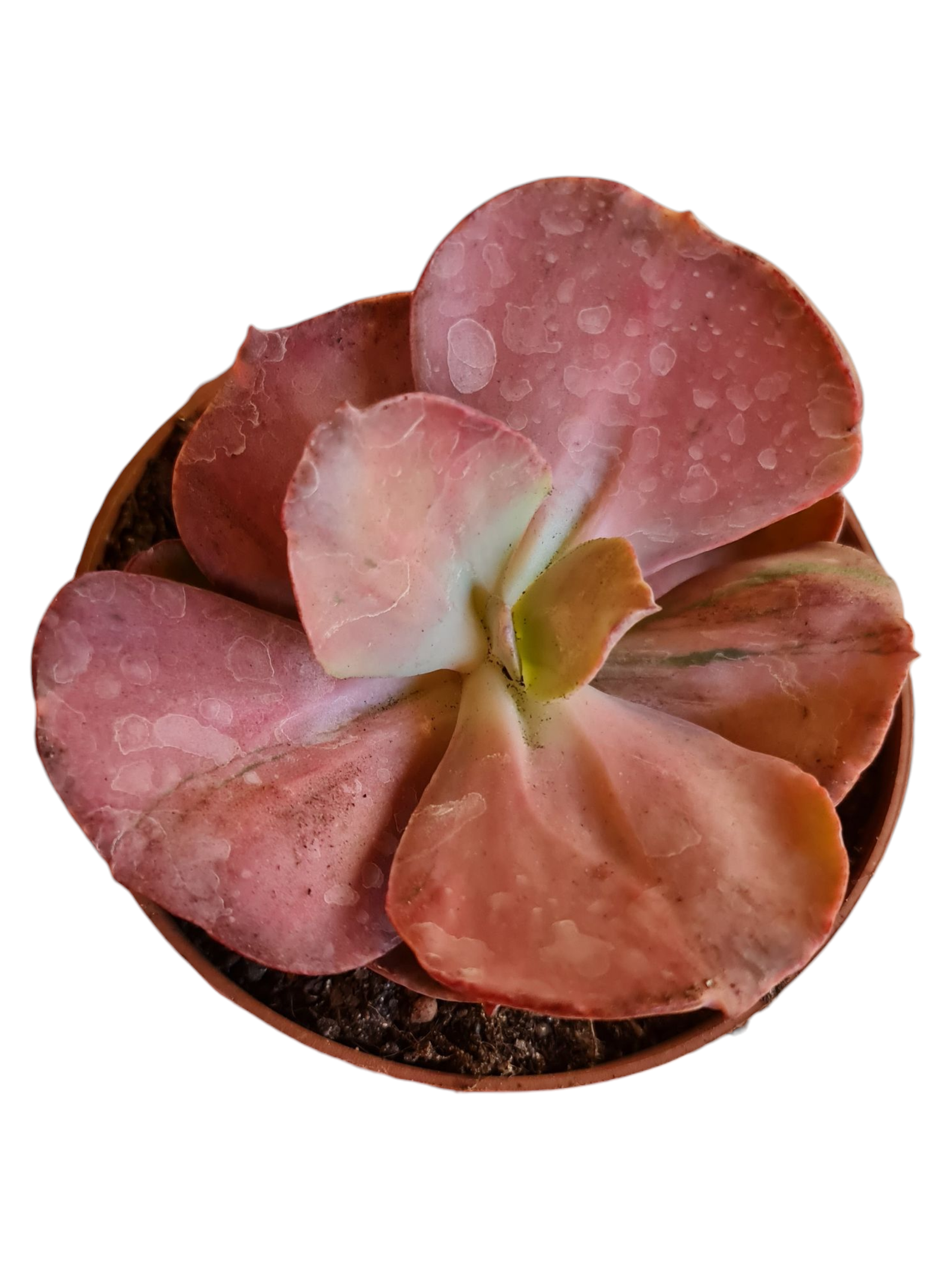 Suculenta Echeveria One Only Variegata - pote 14 1 1000830193