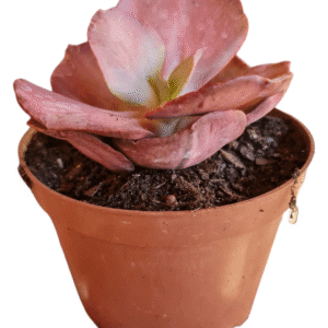 Suculenta Echeveria One Only Variegata – pote 14