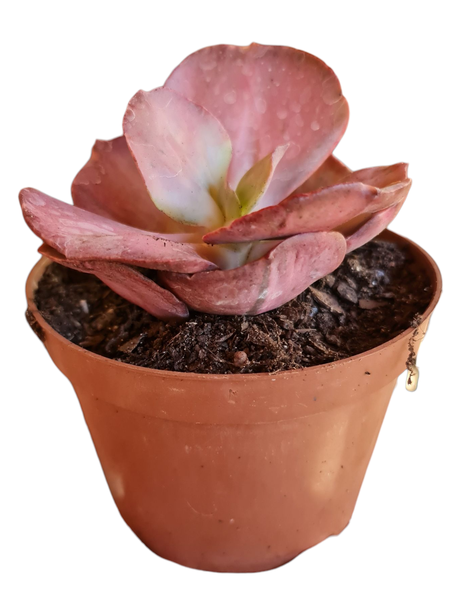 Suculenta Echeveria One Only Variegata - pote 14 4 Suculenta Echeveria One Only Variegata - pote 14 - Imagem 2