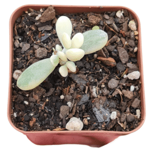Suculenta Cotyledon Oophylla Variegata – com raízes