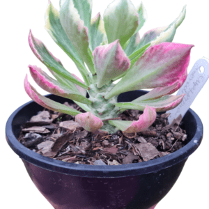 Euphorbia Monadenium Stapelioides Variegata