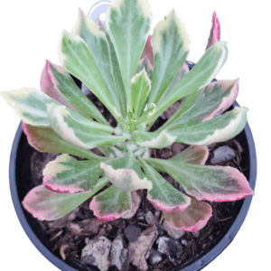 Euphorbia Monadenium Stapelioides Variegata – Cuia 13