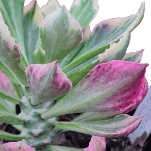 Euphorbia Monadenium Stapelioides Variegata – Cuia 13