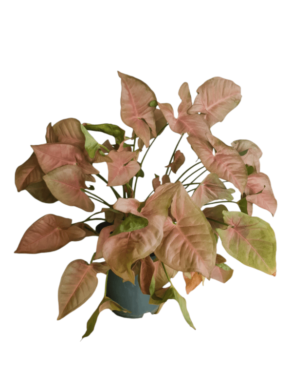 Folhagem Singonio Rosa - Pote 15