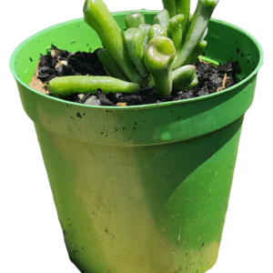 Suculenta Crassula Orelha de Shrek Variegata