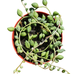 Suculenta Colar de Azeitona Variegata