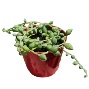 Suculenta Colar de Azeitona Variegata
