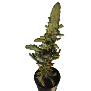 Cacto Opuntia Monacantha Variegata