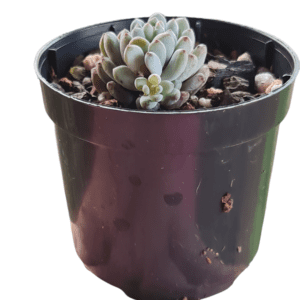 Suculenta Graptopetalum pachyphyllum blue beam