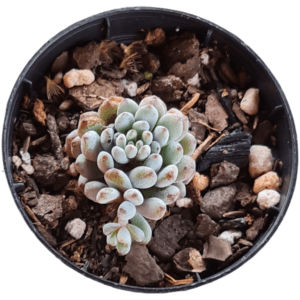 Suculenta Graptopetalum pachyphyllum blue beam
