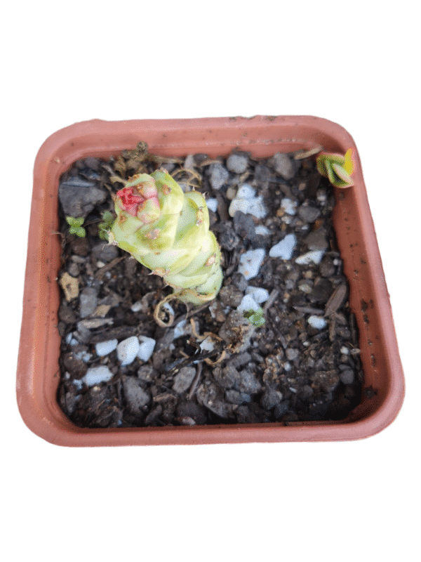 Euphorbia Monadenium Stapelioides Variegata - Imagem 4