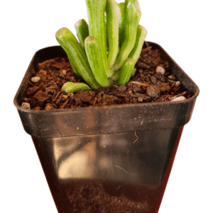 Suculenta Crassula Orelha de Shrek Variegata