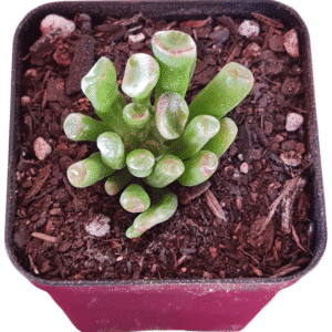 Suculenta Crassula Orelha de Shrek Variegata