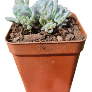 Suculenta Graptopetalum pachyphyllum blue beam – Colônia