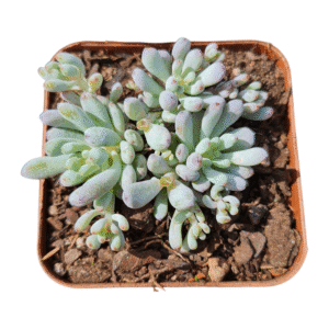 Suculenta Graptopetalum pachyphyllum blue beam – Colônia