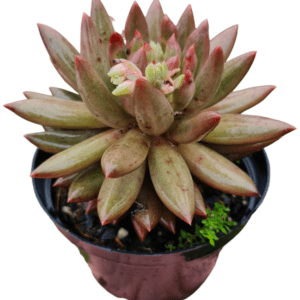 Suculenta Pachyphytum Angel Fingers