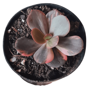 Suculenta Echeveria Primaddona Variegata