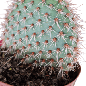 Cacto Opuntia Pycnantha