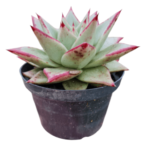 Suculenta Agavoide Ebony – Pote 11