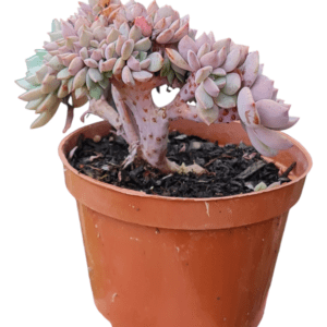 Suculenta Echeveria Super Primavera Cristata