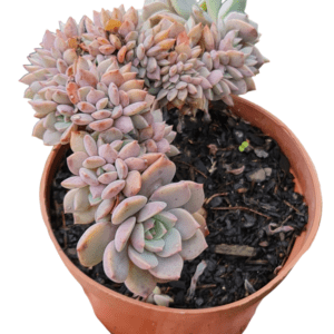 Suculenta Echeveria Super Primavera Cristata