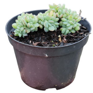 Suculenta Echeveria Cristata