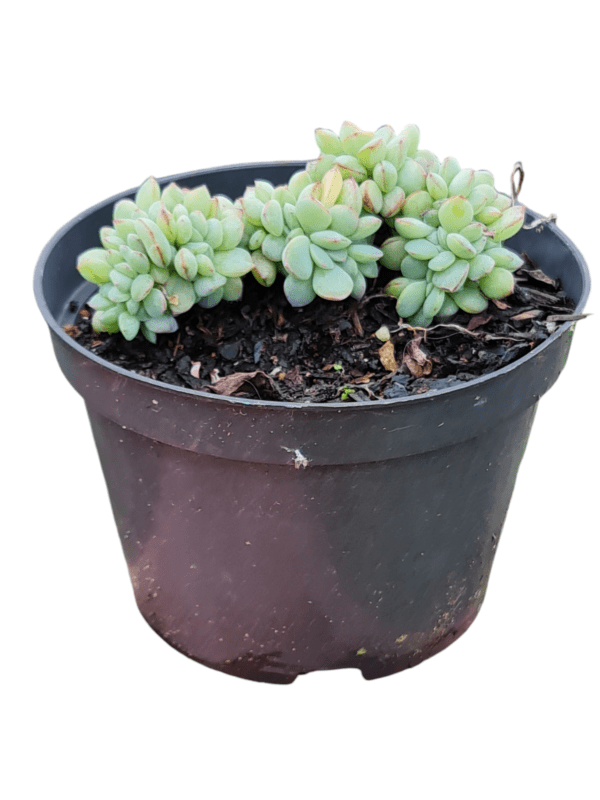Suculenta Echeveria Cristata - Image 2