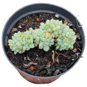 Suculenta Echeveria Cristata
