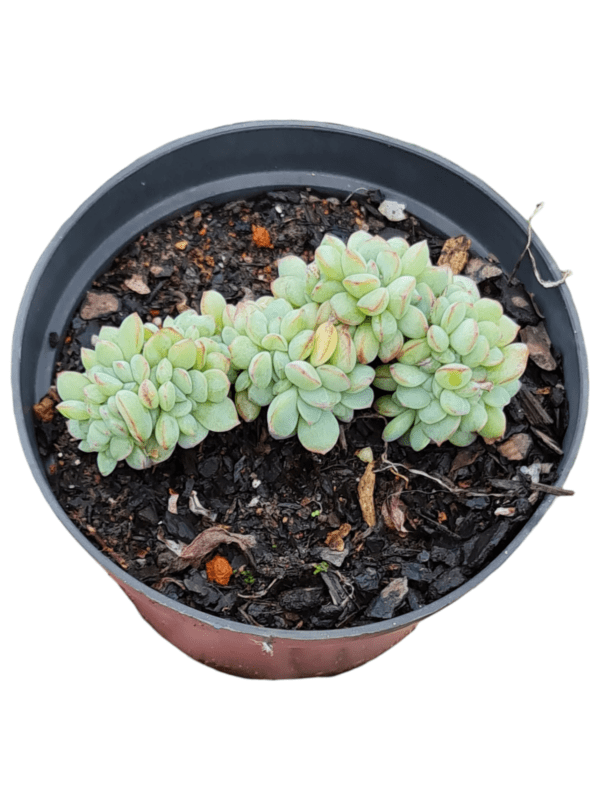 Suculenta Echeveria Cristata