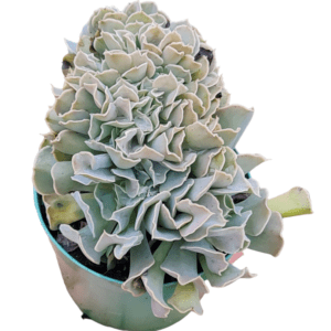 Suculenta Echeveria Nichi Cristata