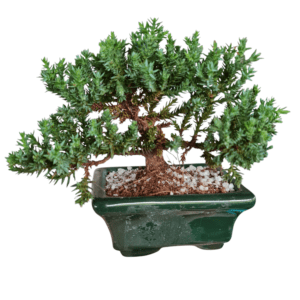 Bonsai Procumbens – 8 cm vaso de porcelana