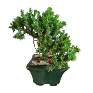 Bonsai Procumbens – 8 cm vaso de porcelana