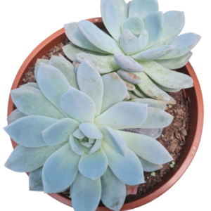 Suculenta Echeveria Monroe – Cuia 17