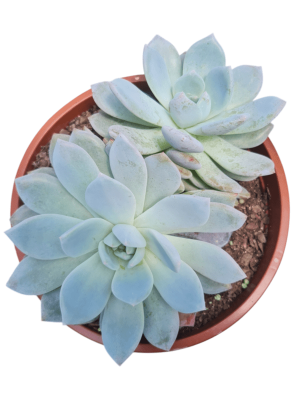 Suculenta Echeveria Monroe - Cuia 17