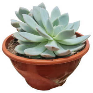Suculenta Echeveria Monroe – Cuia 17