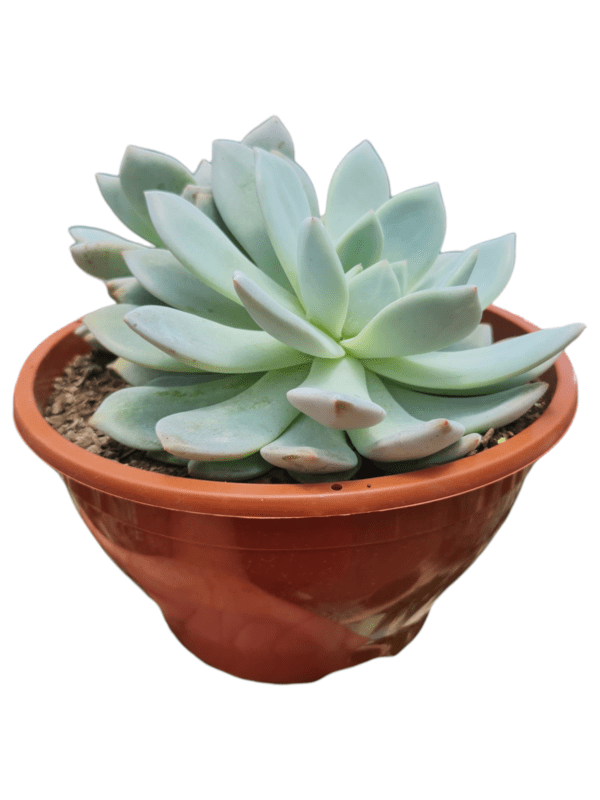 Suculenta Echeveria Monroe - Cuia 17 - Image 2