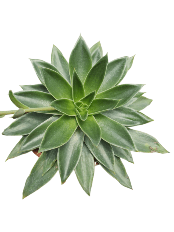 Suculenta Echeveria Luella - Pote 17