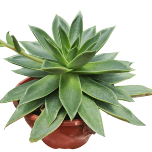 Suculenta Echeveria Luella – Pote 17