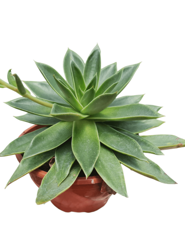 Suculenta Echeveria Luella - Pote 17 - Image 2