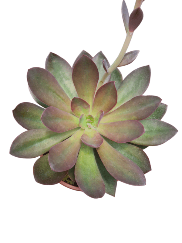 Suculenta Echeveria Hanaikada - cuia 17