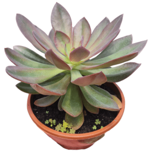 Suculenta Echeveria Hanaikada – cuia 17