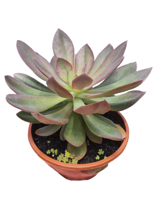 Suculenta Echeveria Hanaikada - cuia 17 - Image 2